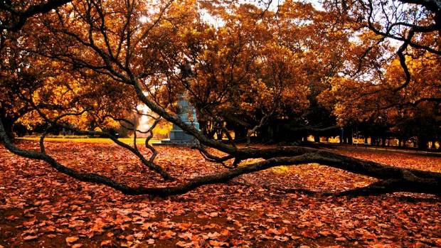 auckland autumn